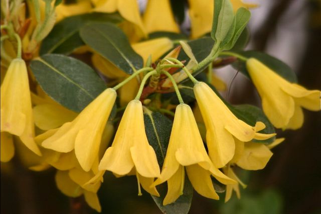 Hardy Plant Society of Oregon Gen(i)us Series